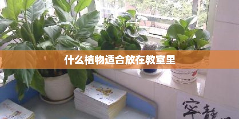 什么植物适合放在教室里 什么植物适合放在教室里