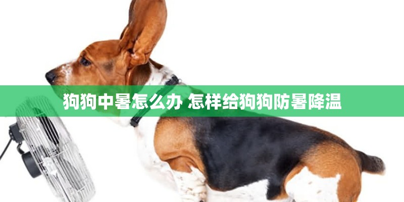 狗狗中暑怎么办 怎样给狗狗防暑降温