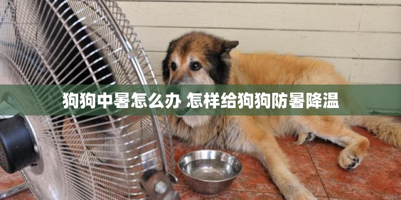 狗狗中暑怎么办 怎样给狗狗防暑降温