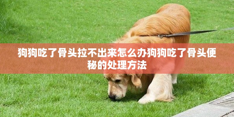 狗狗吃了骨头拉不出来怎么办狗狗吃了骨头便秘的处理方法