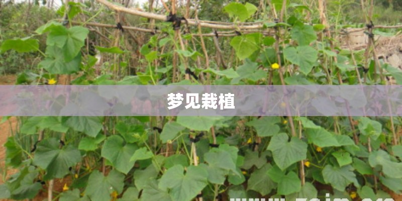 梦见栽植