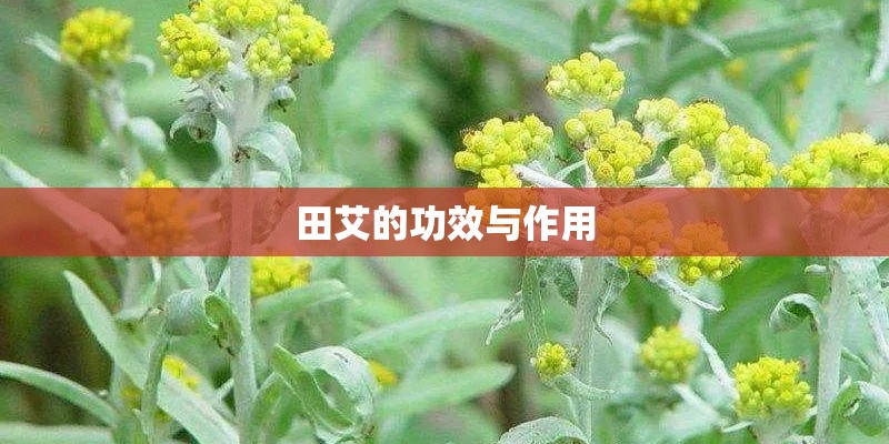 田艾的功效与作用