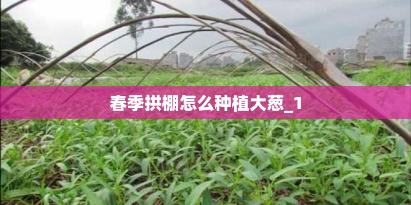 春季拱棚怎么种植大葱_1 春季拱棚怎么种植大葱_1