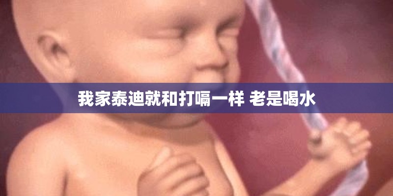 我家泰迪就和打嗝一样 老是喝水