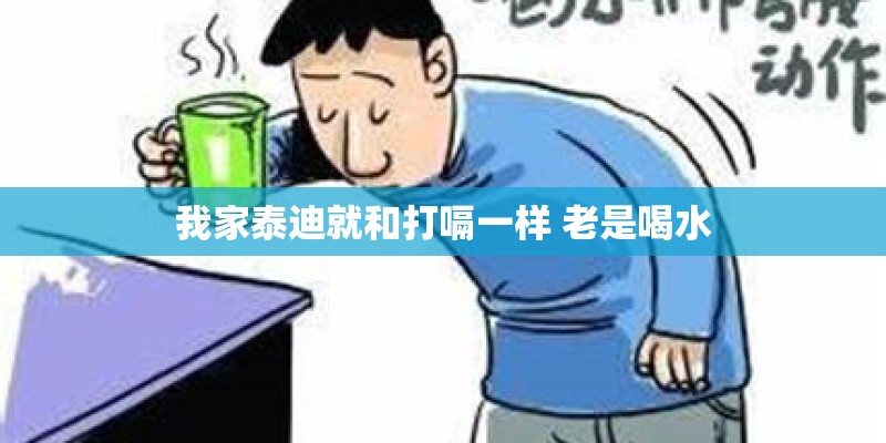 我家泰迪就和打嗝一样 老是喝水