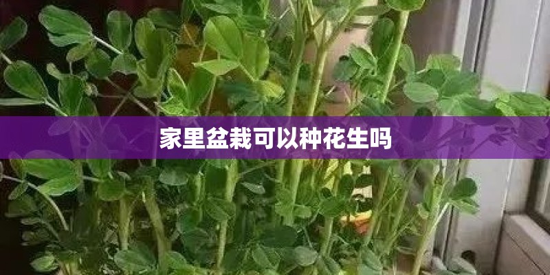 家里盆栽可以种花生吗