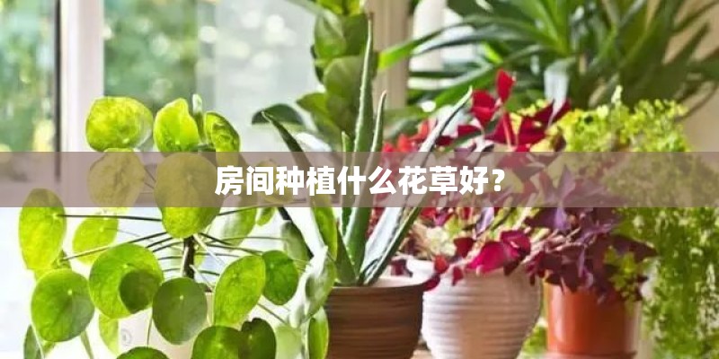 房间种植什么花草好？