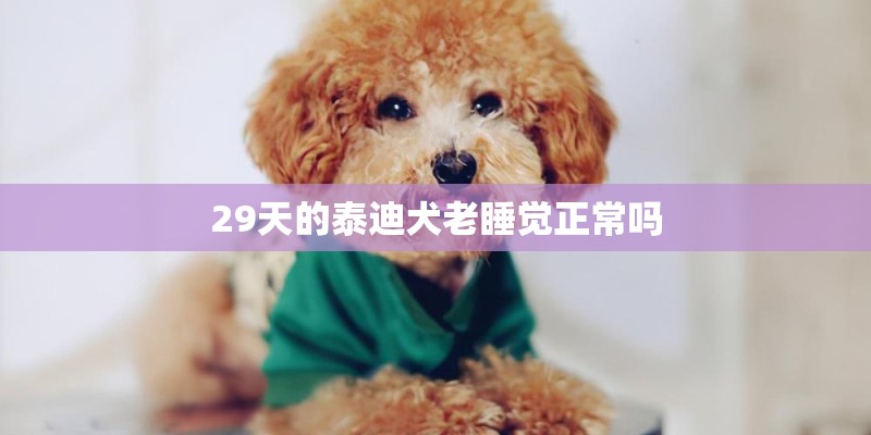 29天的泰迪犬老睡觉正常吗