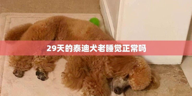 29天的泰迪犬老睡觉正常吗