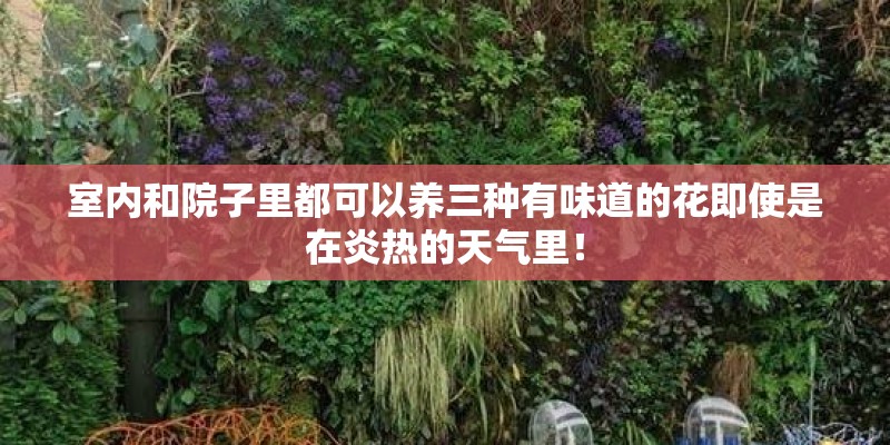 室内和院子里都可以养三种有味道的花即使是在炎热的天气里！