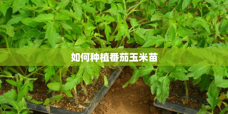 如何种植番茄玉米苗