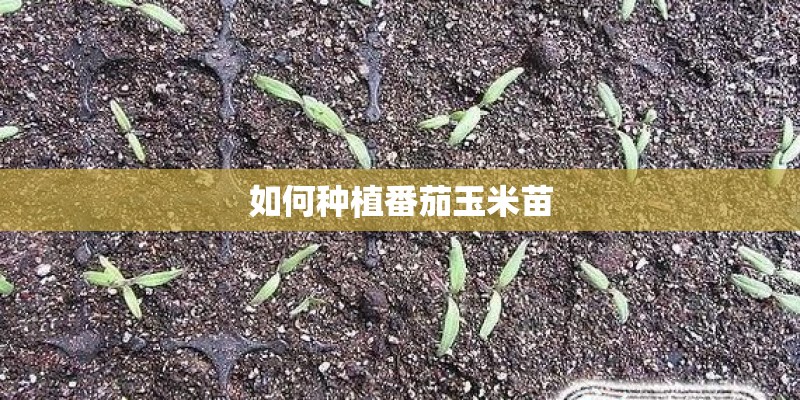 如何种植番茄玉米苗 如何种植番茄玉米苗