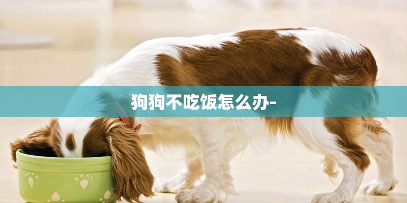 狗狗不吃饭怎么办-