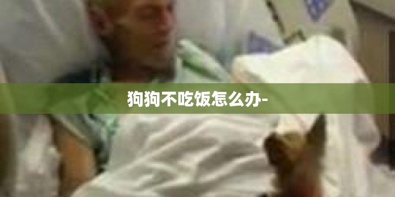 狗狗不吃饭怎么办- 狗狗不吃饭怎么办-