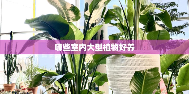 哪些室内大型植物好养