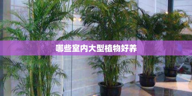 哪些室内大型植物好养