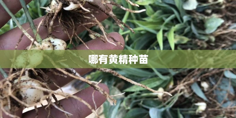 哪有黄精种苗