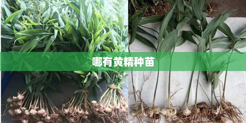 哪有黄精种苗 哪有黄精种苗