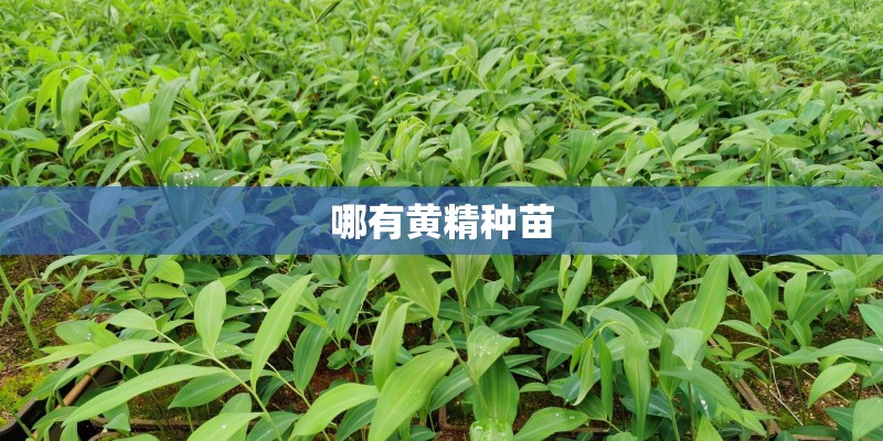 哪有黄精种苗 哪有黄精种苗