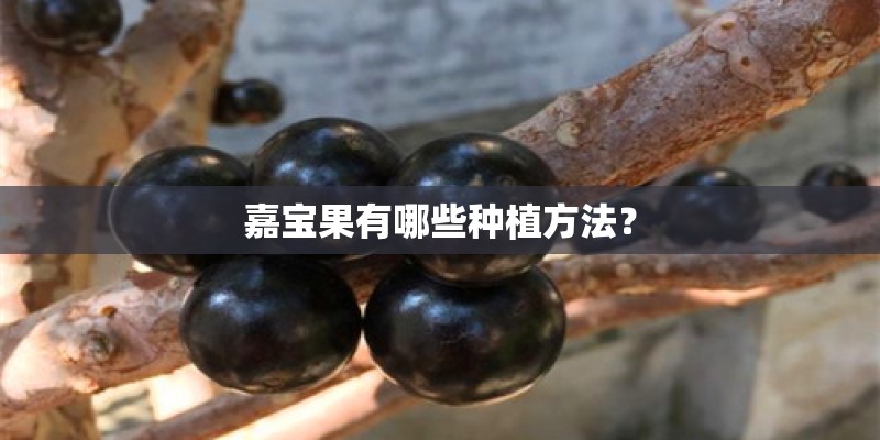 嘉宝果有哪些种植方法？