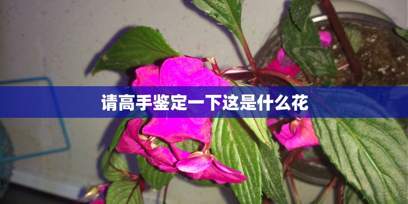 请高手鉴定一下这是什么花