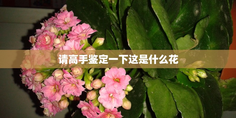 请高手鉴定一下这是什么花