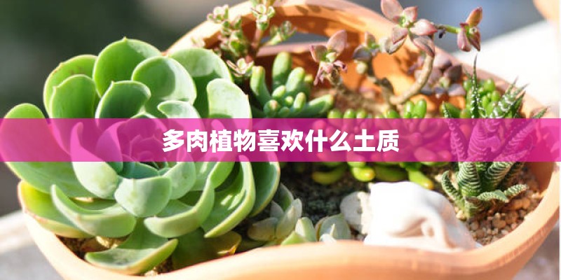 多肉植物喜欢什么土质