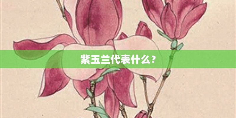 紫玉兰代表什么？