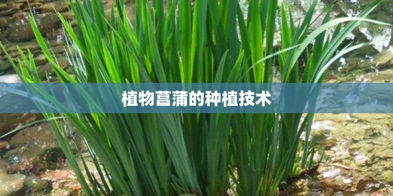 植物菖蒲的种植技术
