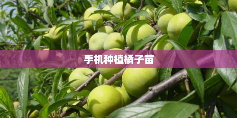 手机种植橘子苗 手机种植橘子苗