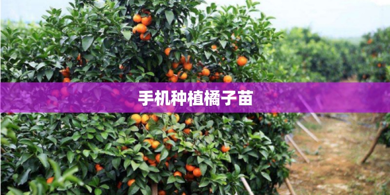 手机种植橘子苗 手机种植橘子苗