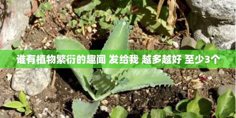 谁有植物繁衍的趣闻 发给我 越多越好 至少3个