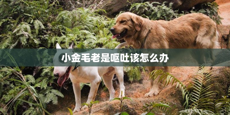小金毛老是呕吐该怎么办 小金毛老是呕吐该怎么办