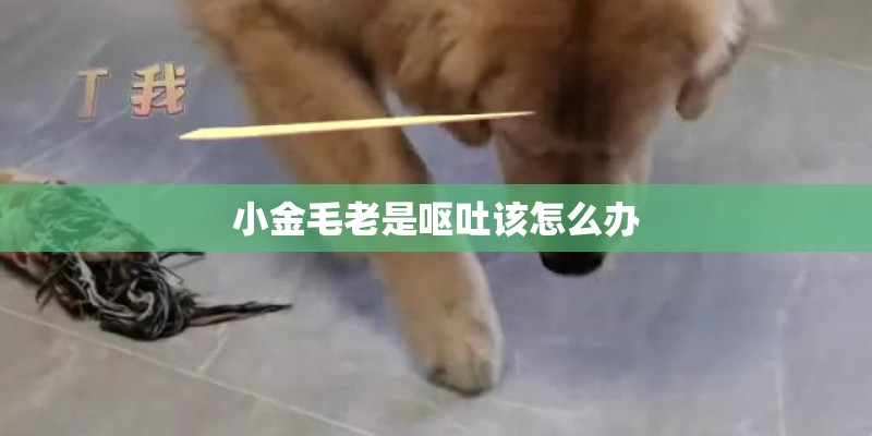 小金毛老是呕吐该怎么办 小金毛老是呕吐该怎么办