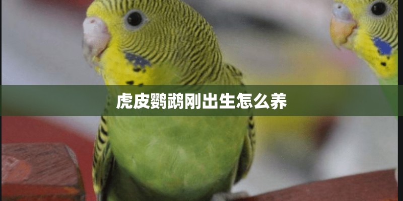 虎皮鹦鹉刚出生怎么养