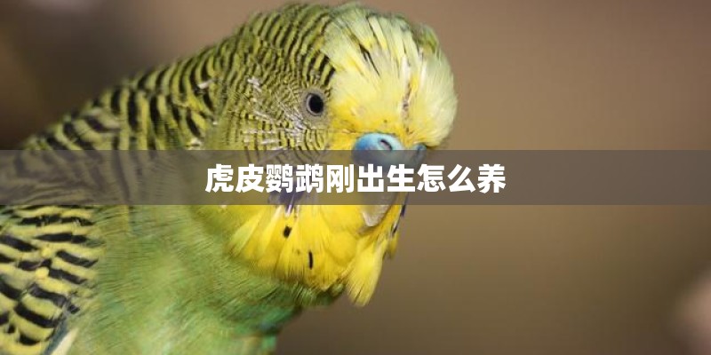 虎皮鹦鹉刚出生怎么养