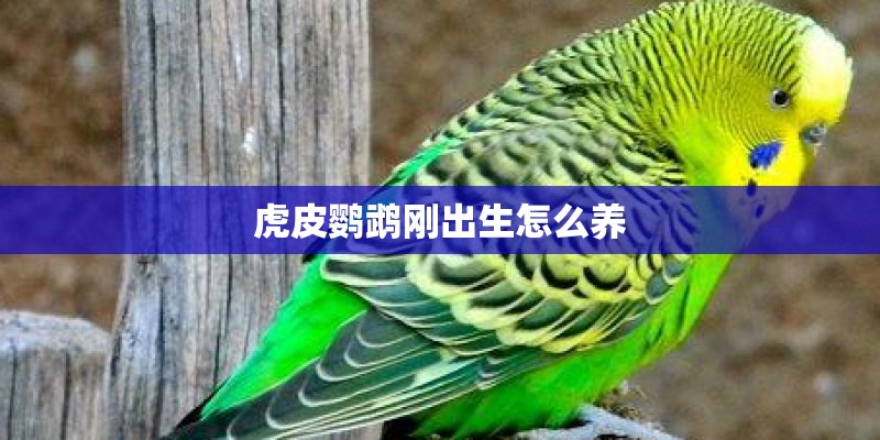 虎皮鹦鹉刚出生怎么养