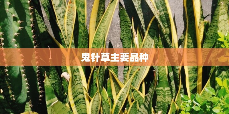 鬼针草主要品种