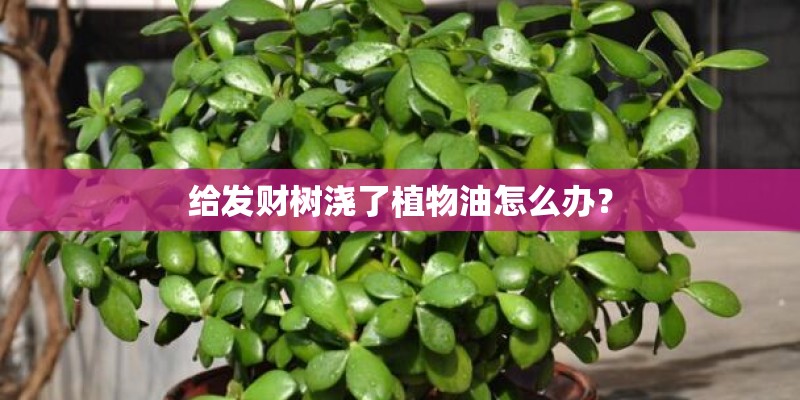 给发财树浇了植物油怎么办？