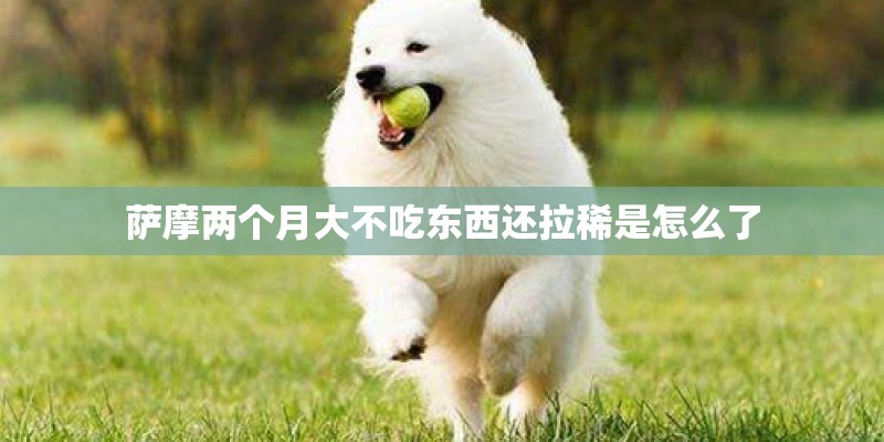 萨摩两个月大不吃东西还拉稀是怎么了
