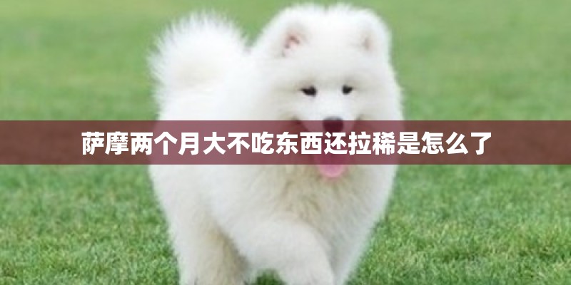萨摩两个月大不吃东西还拉稀是怎么了