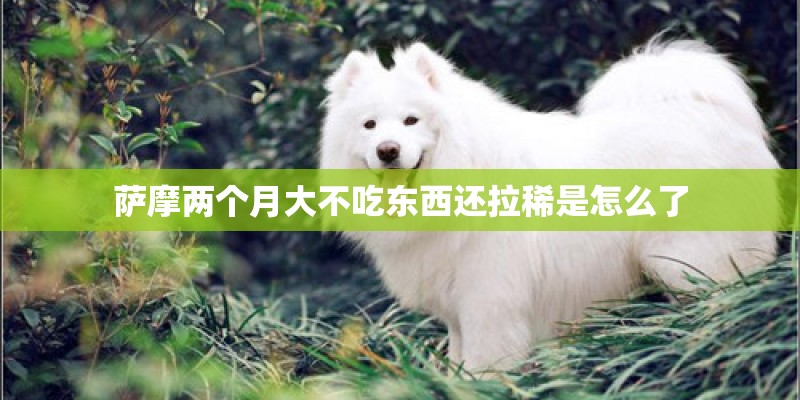萨摩两个月大不吃东西还拉稀是怎么了
