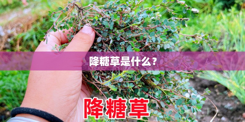 降糖草是什么？