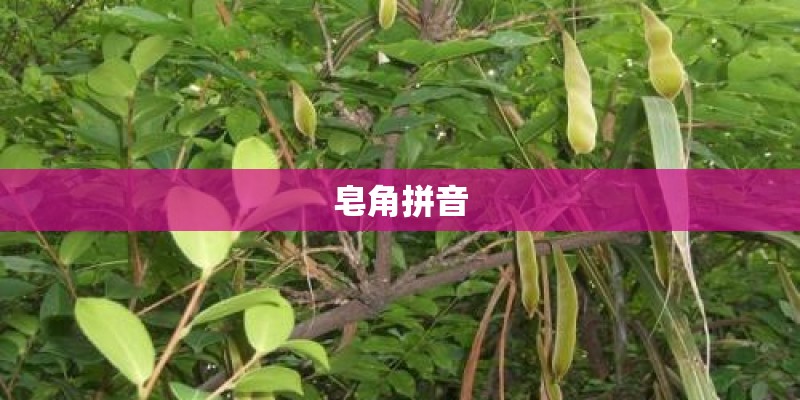 皂角拼音