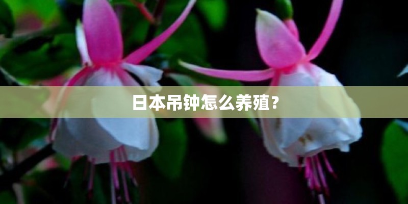 日本吊钟怎么养殖？