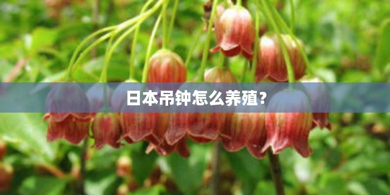 日本吊钟怎么养殖? 日本吊钟怎么养殖?