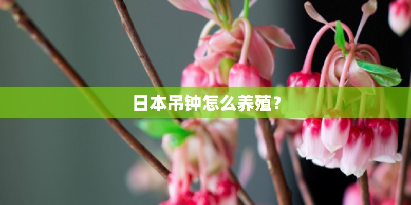日本吊钟怎么养殖? 日本吊钟怎么养殖?