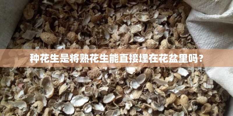 种花生是将熟花生能直接埋在花盆里吗？