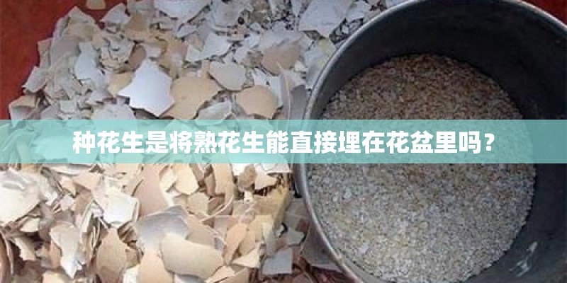 种花生是将熟花生能直接埋在花盆里吗？
