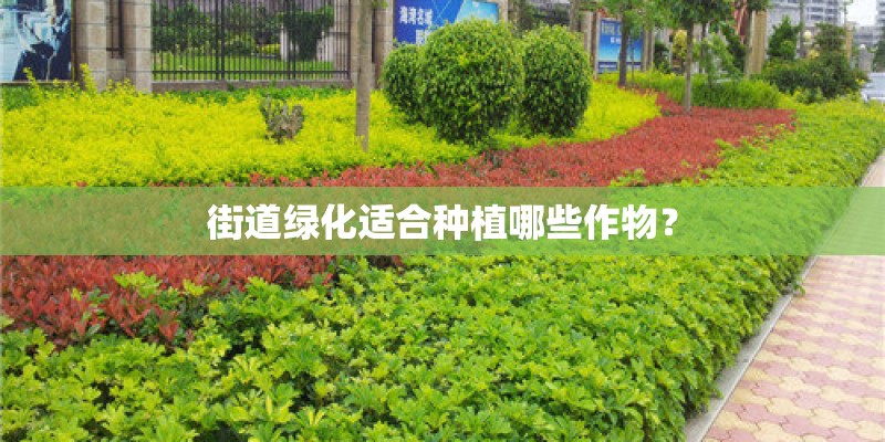 街道绿化适合种植哪些作物？